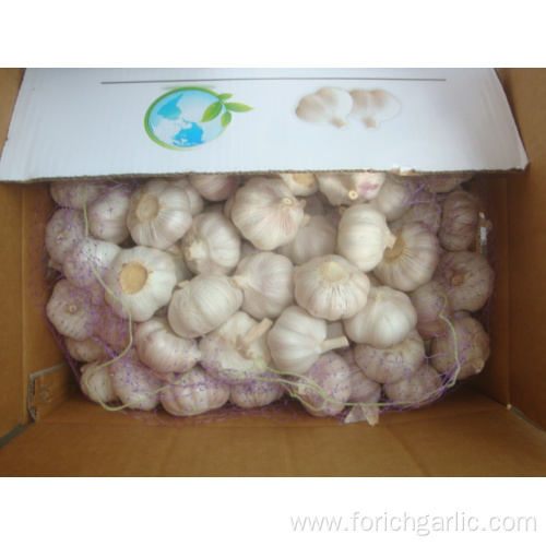 Fresh Normal White Garlic Of Top Quality